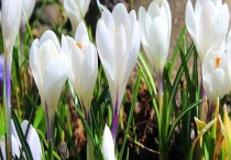 番红花耐寒吗？