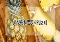 凤梨树和菠萝树的区别？