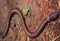 蚯蚓是如何过冬的 蚯蚓怎么养