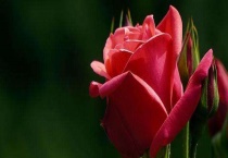 卧室里不能放什么植物