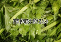 芹菜后期浇水倒伏怎么办？