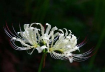 什么是白色彼岸花