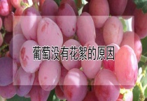 葡萄没有花絮的原因？