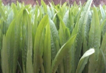 油麦菜是不是转基因蔬菜 油麦菜有哪些营养价值