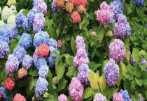 琼花和绣球花的区别？ 科属、外形、花期与产地均有区别？