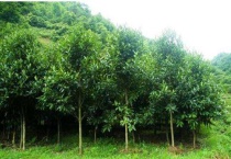 路边冬青树是什么品种