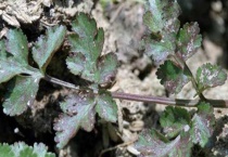 香菜红杆红叶怎么办？