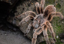 什么是红玫瑰蜘蛛