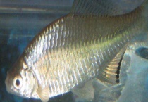 清江鱼是什么鱼 有哪些种类