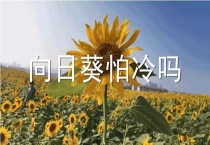 向日葵怕冷吗？