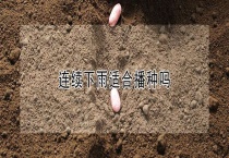 连续下雨适合播种吗？