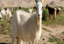 羊肠毒血症的防治方法 附其流行特征和临床症状