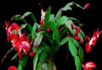 蟹爪兰为什么不长花苞 附解决办法