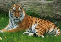 老虎是几级保护动物