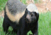 非洲平头哥有哪些天敌 附非洲平头哥的分布范围