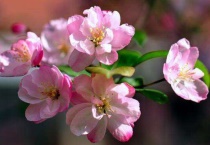 海棠花长黑虫子了怎么办？