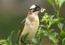 白头翁鸟是几级保护动物