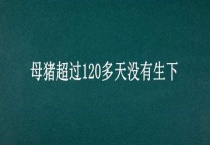 母猪超过120多天没有生下