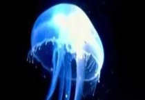 冥河水母长什么样子？附冥河水母的分布及水母种类