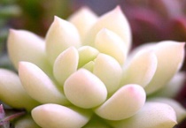 怎么样给多肉植物授粉