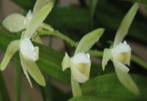 龙岩素什么时候开花 龙岩素有哪些特点