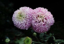 球菊是千头菊吗？