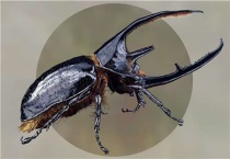 独角仙的学名叫什么？