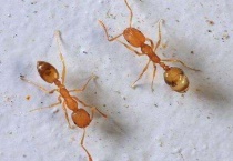 小黄家蚁咬人有毒吗？