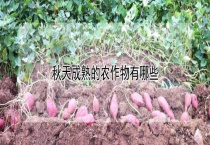 秋天成熟的农作物有哪些？