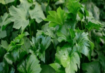 明日草与明月草有什么不同 它们有什么繁殖多久？