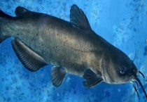 钳鱼和鲶鱼有哪些不同 主要有这几个方面的区别？