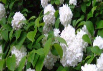 琼花和绣球花的区别？