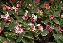 瑞香花有毒吗？