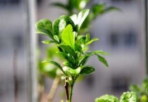 花掉叶子是怎么回事