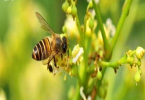 椴树蜜和百花蜜哪个好 附区别？