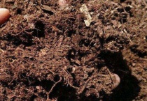 腐叶土是什么土