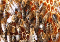 什么东西吸引蜜蜂快 空蜂箱如何引来蜜蜂