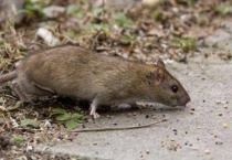 有什么土办法灭老鼠