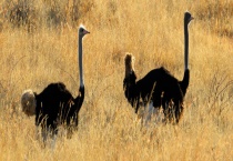 鸵鸟的介绍 有什么经济价值