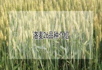 洛麦26品种介绍