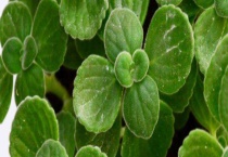 碰碰香有毒吗？碰碰香发香的原因？