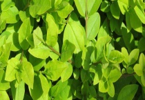 小叶女贞属于落叶还是常绿植物 附小叶女贞种植技巧