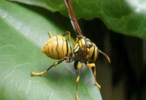 马蜂和黄蜂的区别？ 有什么习性