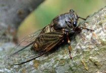 蝉和知了一样吗？