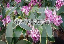 瑞香叶子发黄发软怎么办？