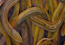 鳝鱼的繁殖方法 鳝鱼有什么营养和禁忌