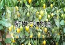 桔子树叶子发卷的原因？