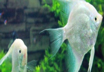 怎么分辨燕鱼公母 燕鱼繁殖及注意事项