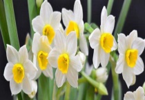 水仙叶子太长怎么修剪 水仙花可以修剪吗？