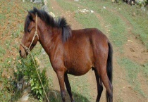 如何提高马繁殖力？加强选种